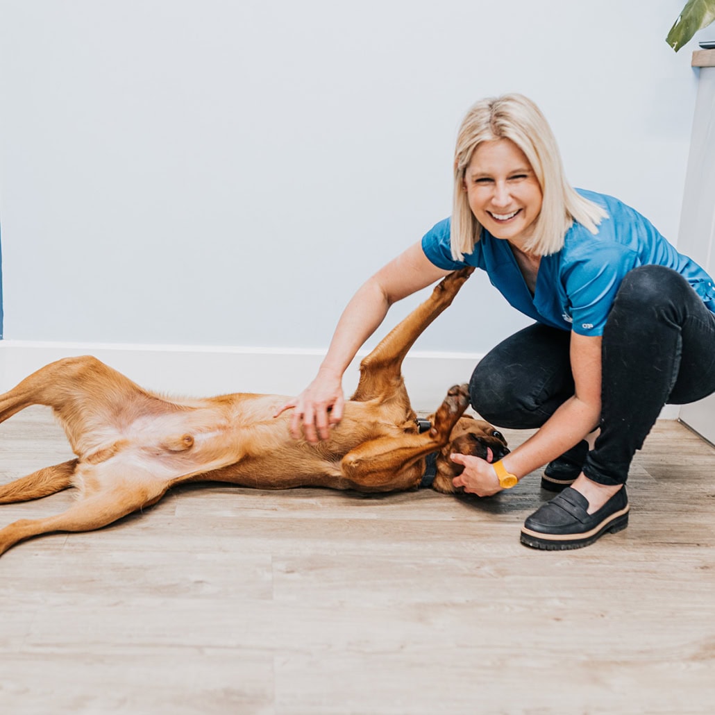 Trusted service and pricing with Chichester Vets