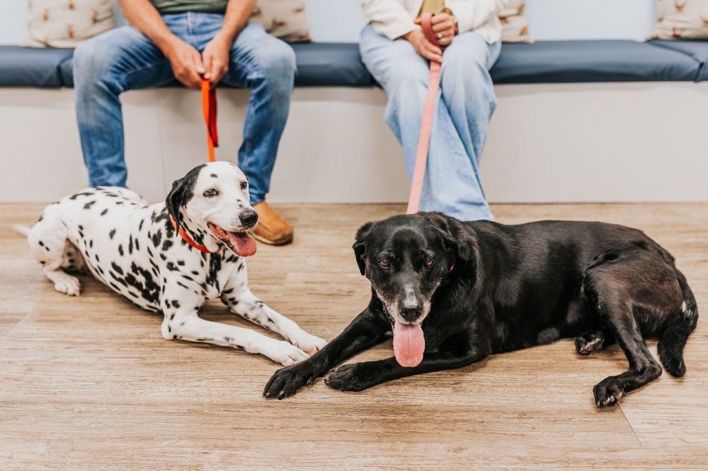 Independent vets you can trust in Chichester