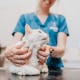 Cat Vaccinations at Chichester Vets