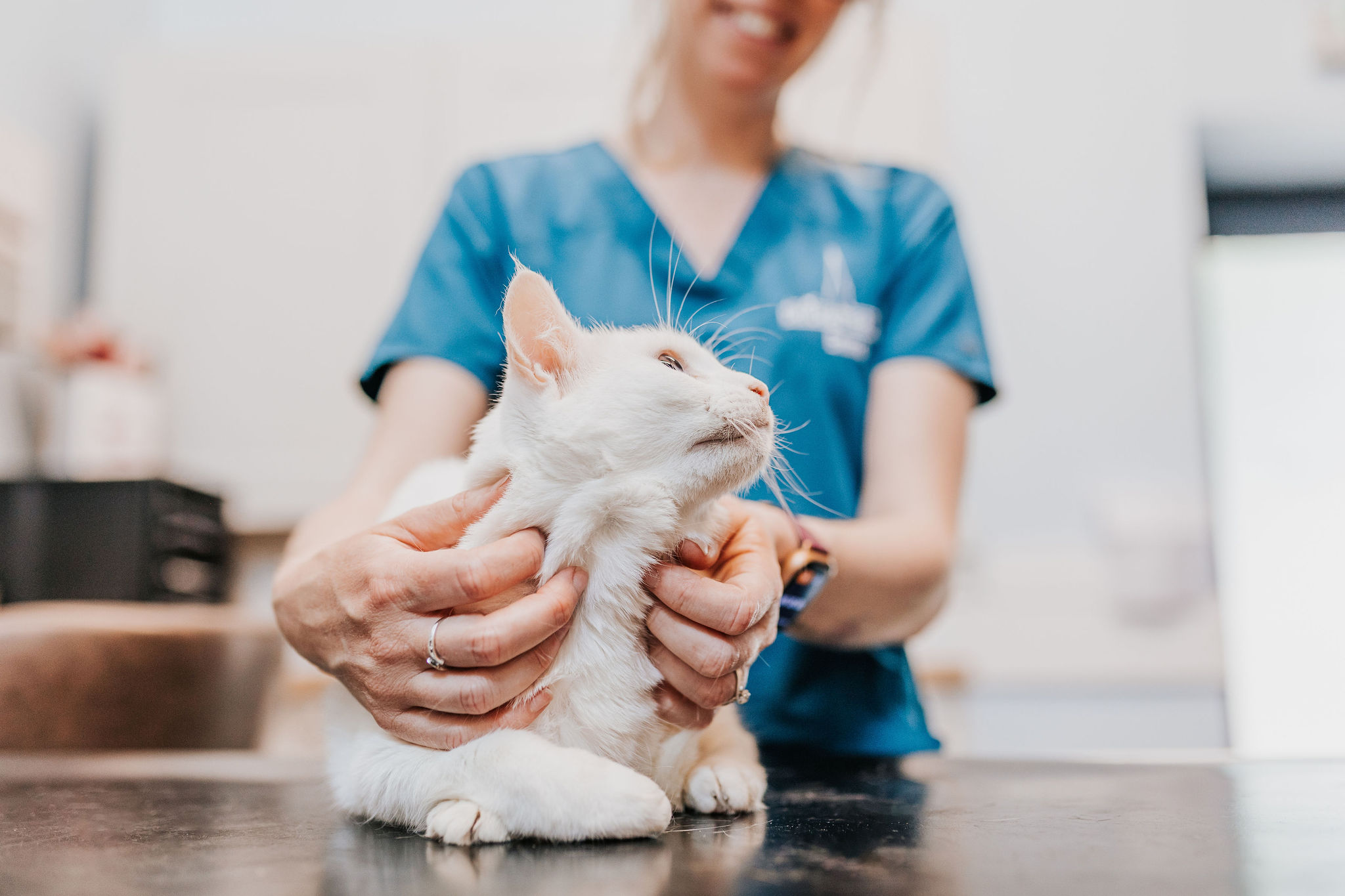 Cat Vaccinations at Chichester Vets