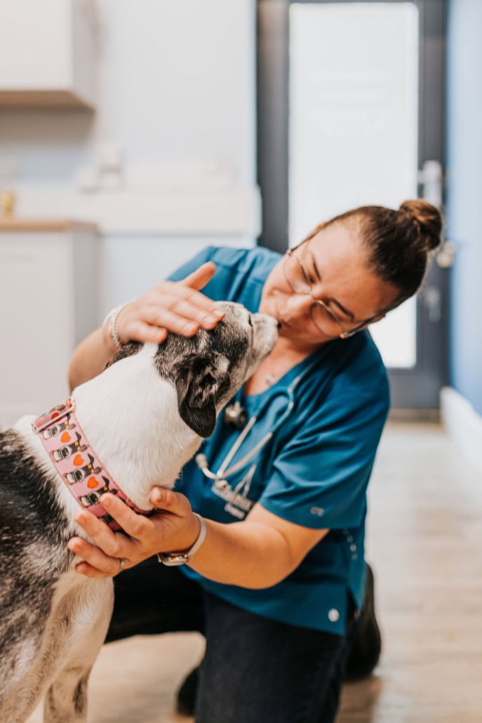 Independent Vets Chichester